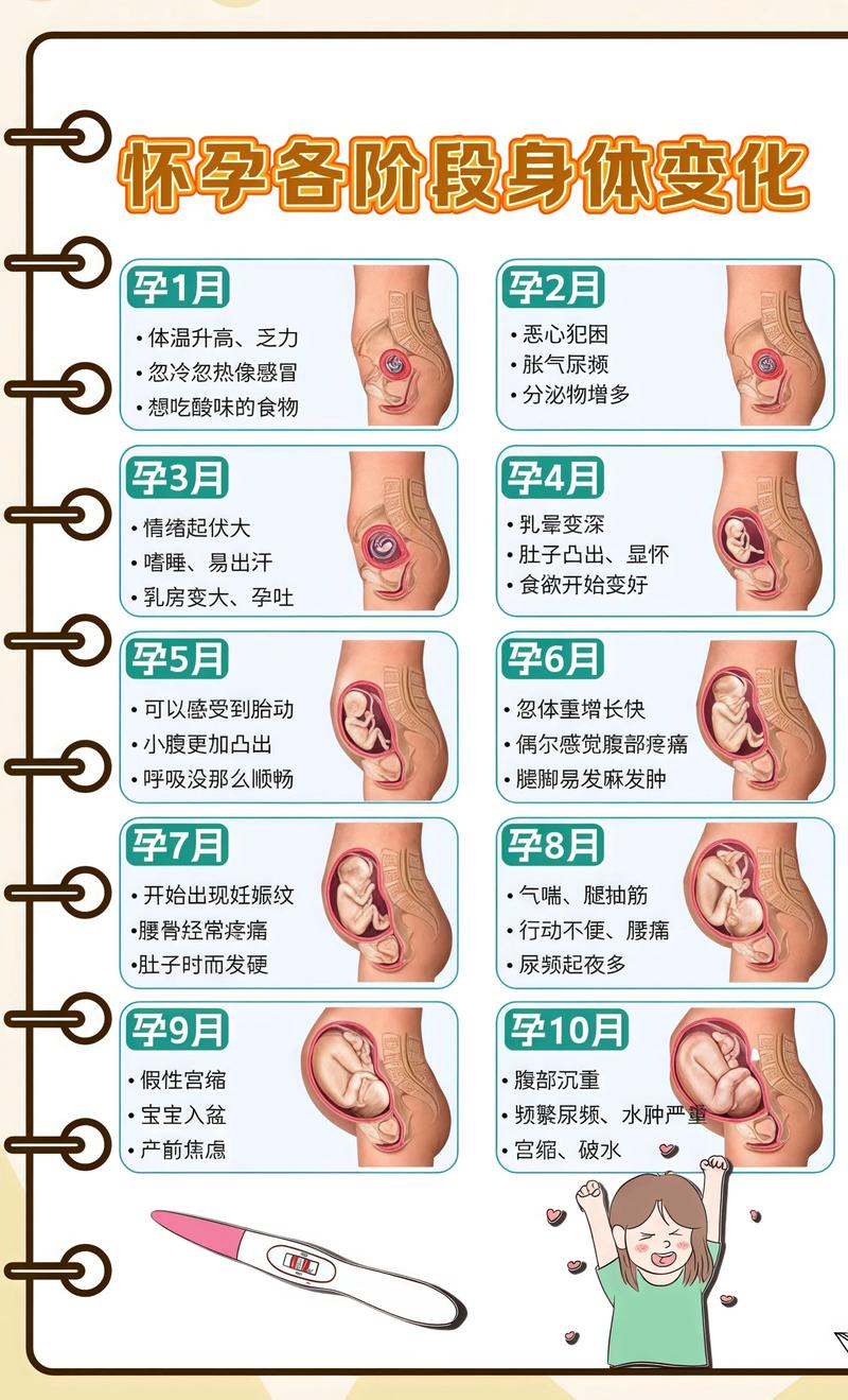 揭秘供卵代孕妈妈怀孕小腹分两节，孕期变化的奥秘渝中代生机构: